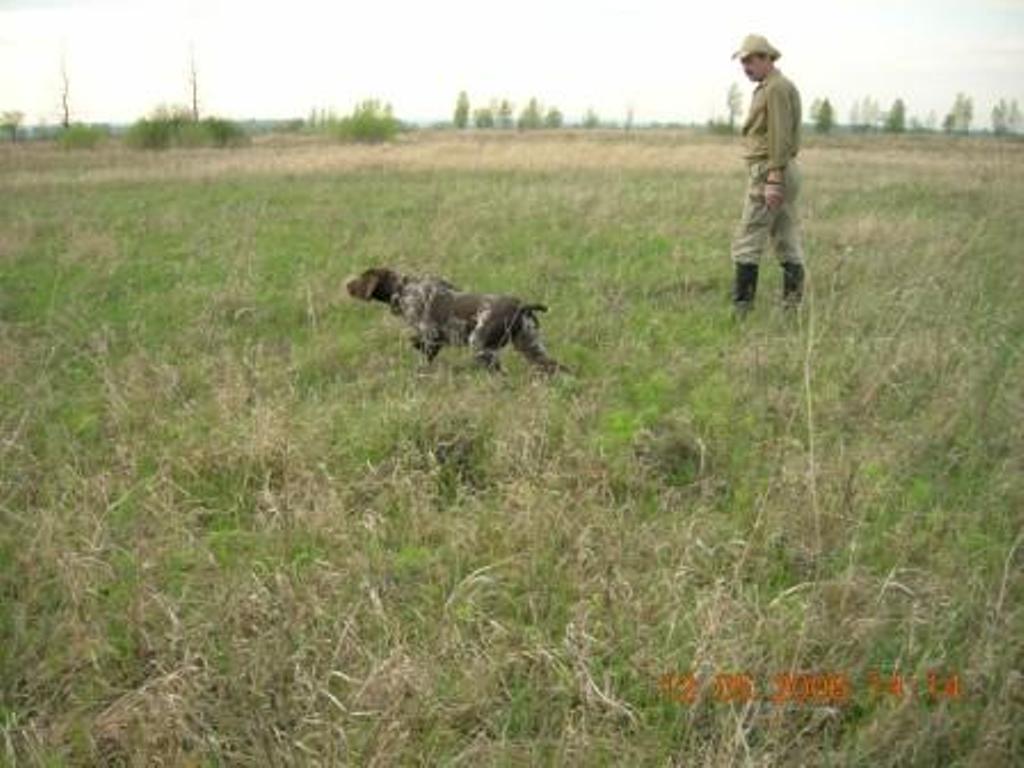 Курцхаар, ч, пч, пп. Набби-Юрт, ID по базе HuntDogs.Ru: 1057