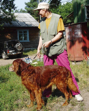 Ирландский сеттер, ч. АКБАР-АМБРОЗИЙ, ID по базе HuntDogs.Ru: 1117