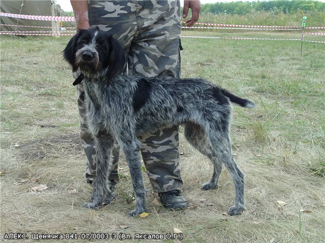 Дратхаар, АЛЕКС, ID по базе HuntDogs.Ru: 1118