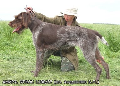 Дратхаар, АМИРА, ID по базе HuntDogs.Ru: 1143