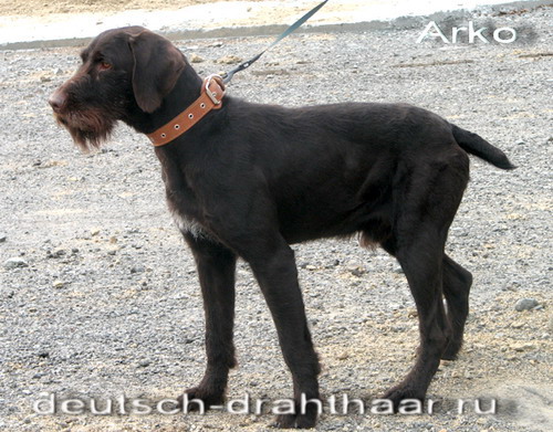 Дратхаар, >ARKO, ID по базе HuntDogs.Ru: 1187