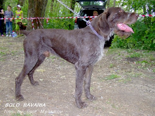 Дратхаар, ч., п.п. SOLO BAVARIA, ID по базе HuntDogs.Ru: 1186