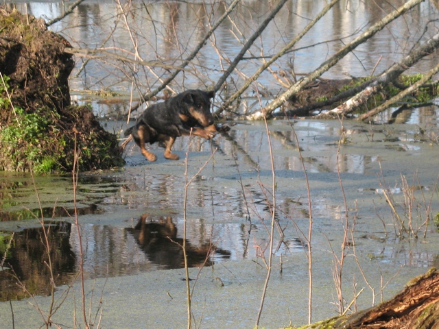 Немецкий охотничий терьер (Ягдтерьер), Кросс, ID по базе HuntDogs.Ru: 1245