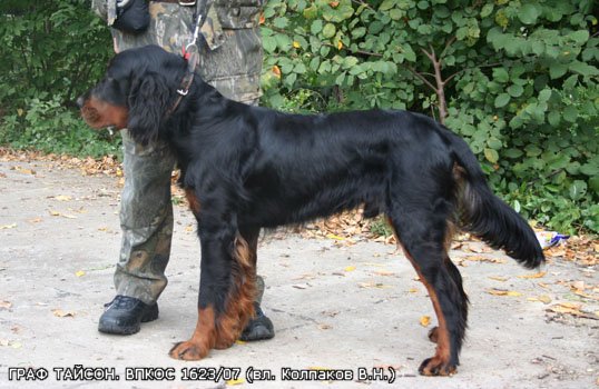 Шотландский сеттер (Гордон), ТАЙСОН, ID по базе HuntDogs.Ru: 1251