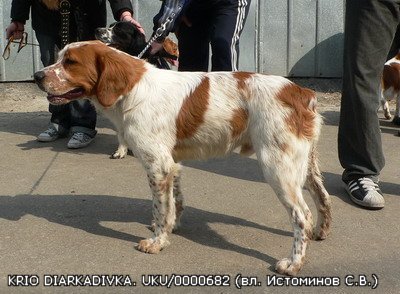 Эпаньоль (Бретонский), KRIO D`ARKADIVKA, ID по базе HuntDogs.Ru: 1258