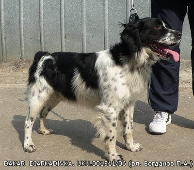 Эпаньоль (Бретонский), DAKAR D`ARKADIVKA, ID по базе HuntDogs.Ru: 1259