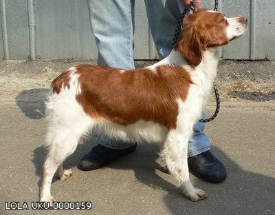 Эпаньоль (Бретонский), LOLA, ID по базе HuntDogs.Ru: 1260