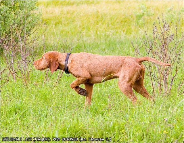 Венгерская легавая (Выжла), ZŐLDMÁLI  LACI (ЛАЦИК), ID по базе HuntDogs.Ru: 1262