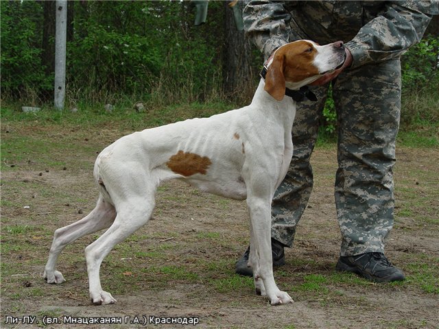 Английский пойнтер, П-ЛИЛУ, ID по базе HuntDogs.Ru: 1277