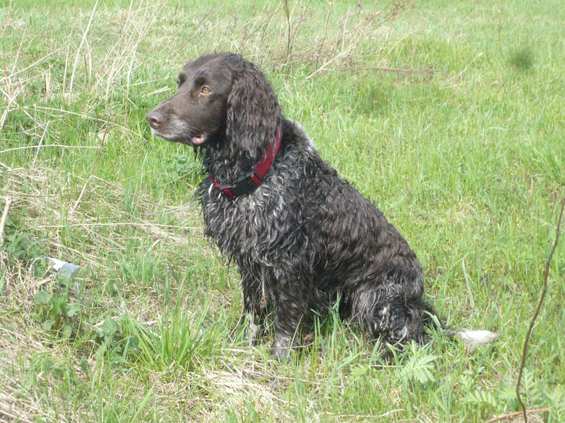 Вахтельхунд (Немецкий спаниель), GAMA  z  WILCZYCH LUGǑW, ID по базе HuntDogs.Ru: 1217