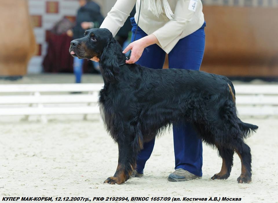 Шотландский сеттер (Гордон), КУПЕР МАК-КОРБИ, ID по базе HuntDogs.Ru: 1294