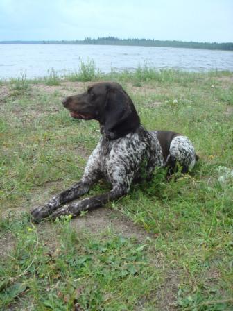 Курцхаар, ЖЕВИНИКА, ID по базе HuntDogs.Ru: 1300