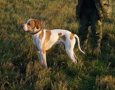 Английский пойнтер, Голд, ID по базе HuntDogs.Ru: 1332