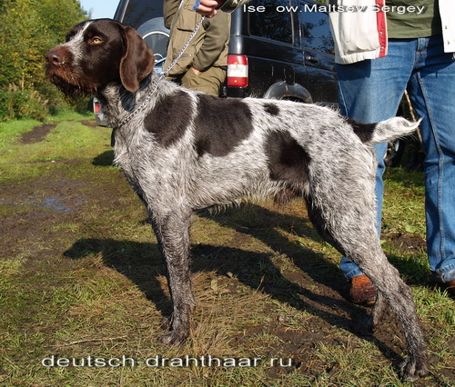 Дратхаар, АЙС, ID по базе HuntDogs.Ru: 1360