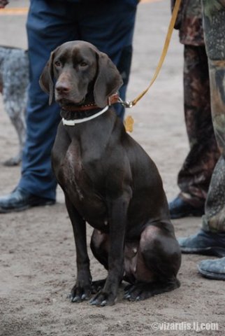 Курцхаар, ФОРА, ID по базе HuntDogs.Ru: 1368