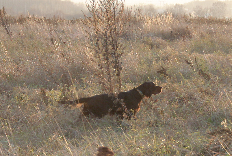 Шотландский сеттер (Гордон), КРОНОС МакКОРБИ, ID по базе HuntDogs.Ru: 1308