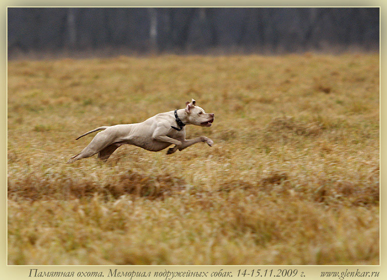 Английский пойнтер, Аксель, ID по базе HuntDogs.Ru: 1328