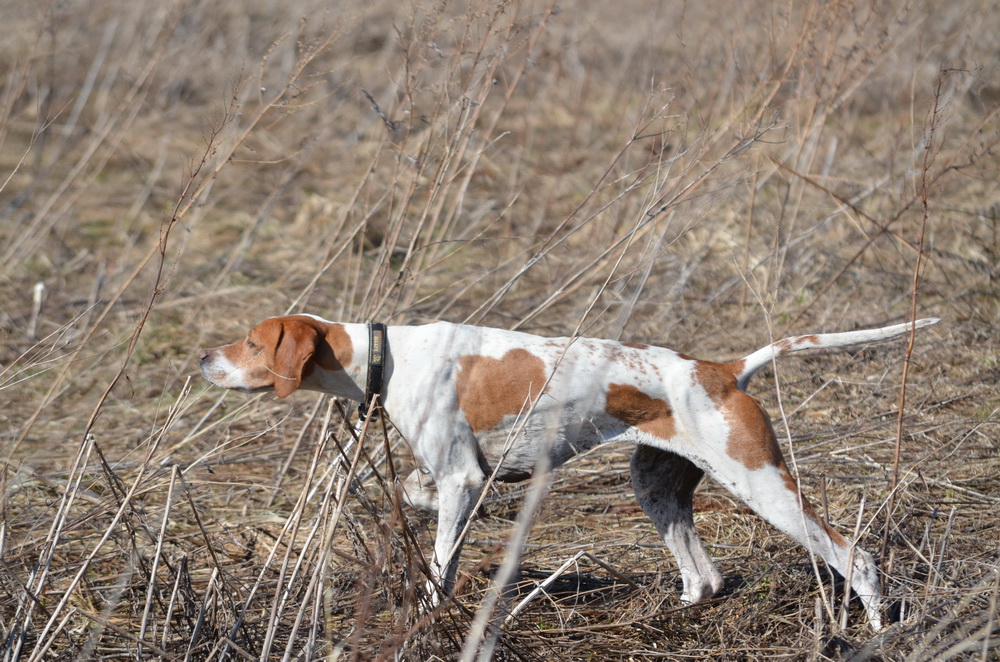 Английский пойнтер, Черри, ID по базе HuntDogs.Ru: 1307