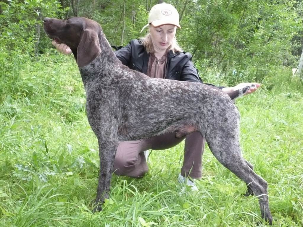 Курцхаар, ЧР Gern Gross Flash Hunter, ID по базе HuntDogs.Ru: 1430