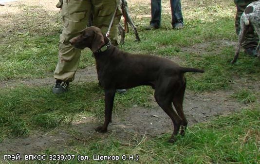 Курцхаар, ГРЭЙ, ID по базе HuntDogs.Ru: 1449