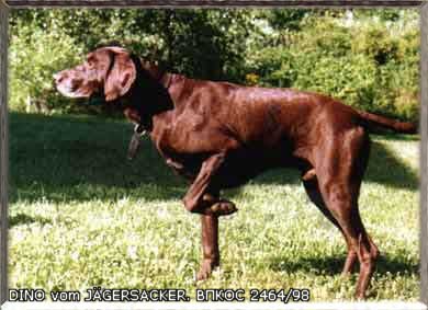 Курцхаар, DiNO vom  JÄGERSACKER, ID по базе HuntDogs.Ru: 1441