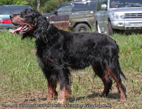 Шотландский сеттер (Гордон), ч., пч., чп. YENNADON SWIFT, ID по базе HuntDogs.Ru: 1508