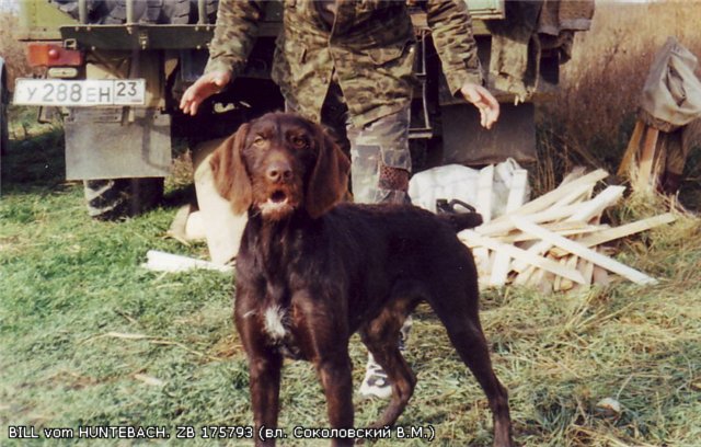 Дратхаар, BILL vom HUNTEBACH, ID по базе HuntDogs.Ru: 1545