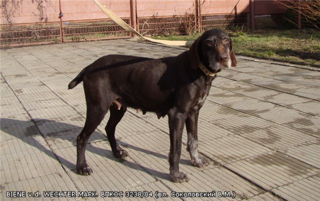 Дратхаар, BIENE v.d. WECHTER MARK, ID по базе HuntDogs.Ru: 1546