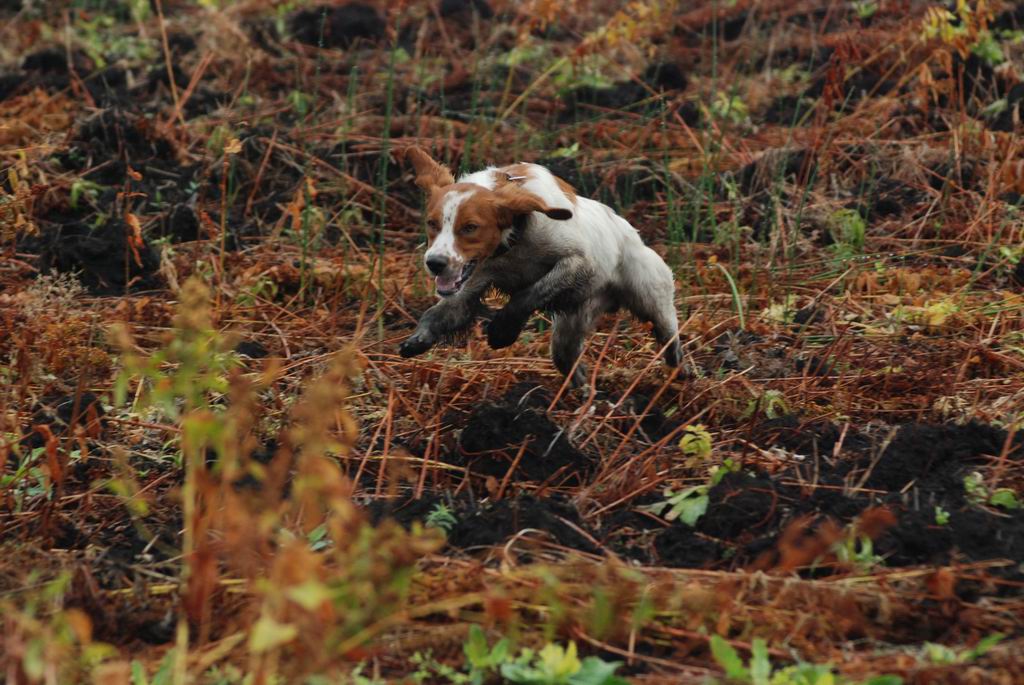 Эпаньоль (Бретонский), A-VASYA, ID по базе HuntDogs.Ru: 1555