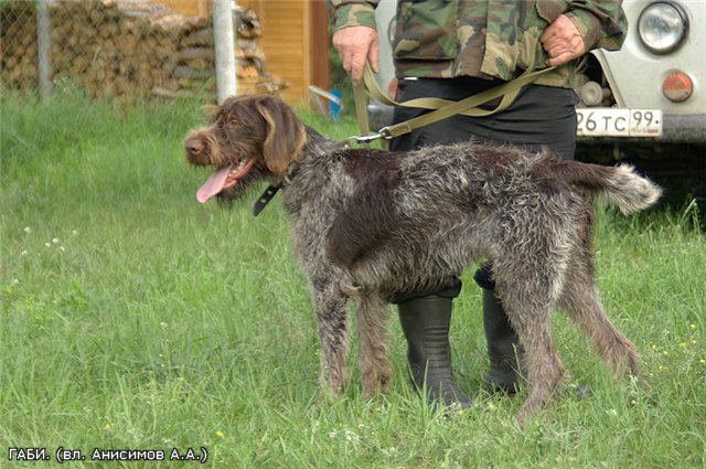 Дратхаар, ГАБИ-ГЕЛЛА, ID по базе HuntDogs.Ru: 1565