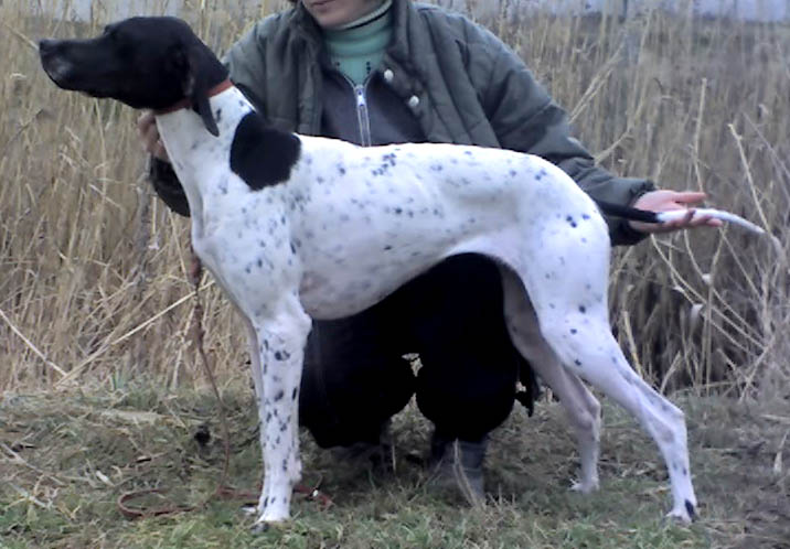 Английский пойнтер, Rumba, ID по базе HuntDogs.Ru: 1595