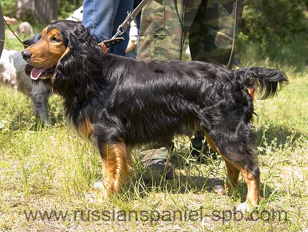 Русский охотничий спаниель, Честерфильд, ID по базе HuntDogs.Ru: 1633