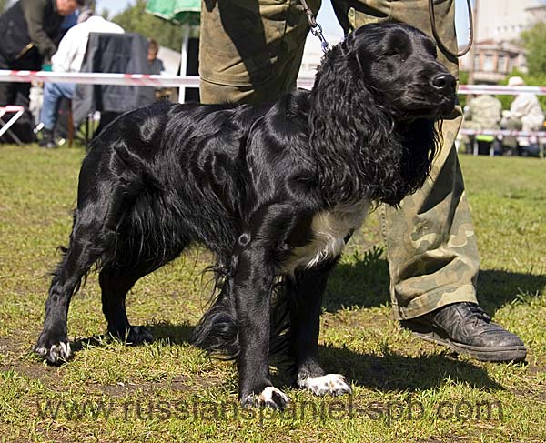 Русский охотничий спаниель, Радость, ID по базе HuntDogs.Ru: 1634