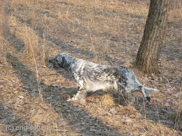 Английский сеттер, ДЖЕККИ, ID по базе HuntDogs.Ru: 1640