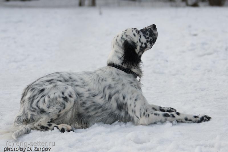 Английский сеттер, ДЖАРЕД, ID по базе HuntDogs.Ru: 1641