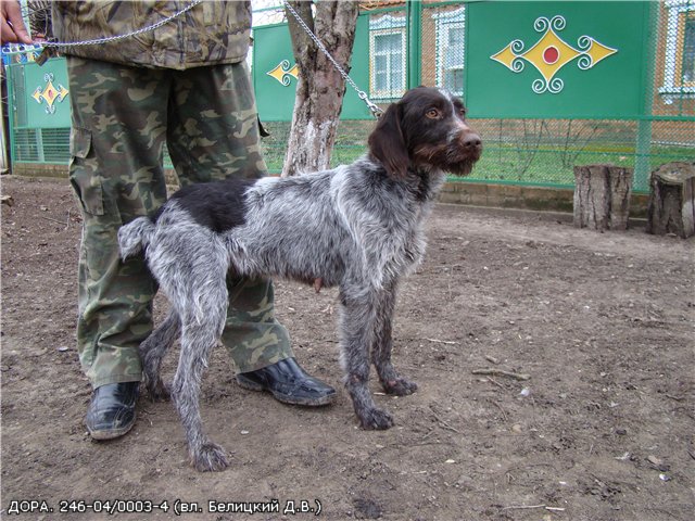 Дратхаар, ДОРА, ID по базе HuntDogs.Ru: 1660