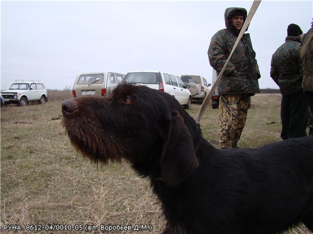 Дратхаар, РУНА, ID по базе HuntDogs.Ru: 1661