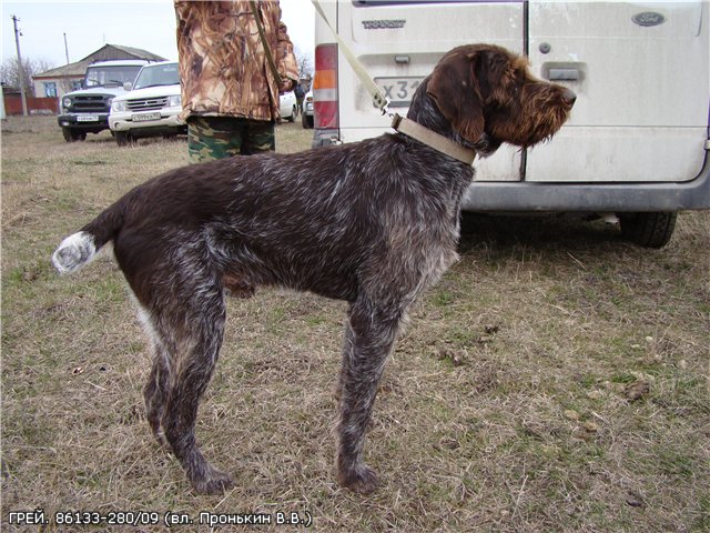 Дратхаар, ГРЭЙ, ID по базе HuntDogs.Ru: 1662