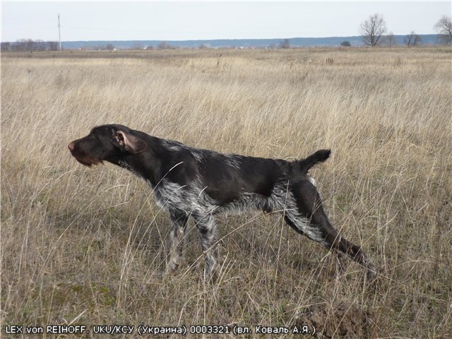 Дратхаар, LEX von REIHOFF, ID по базе HuntDogs.Ru: 1745