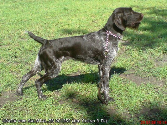 Дратхаар, URADA vom SALMTAL, ID по базе HuntDogs.Ru: 1746