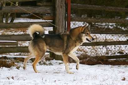 Русско-европейская лайка, Байкал, ID по базе HuntDogs.Ru: 1770