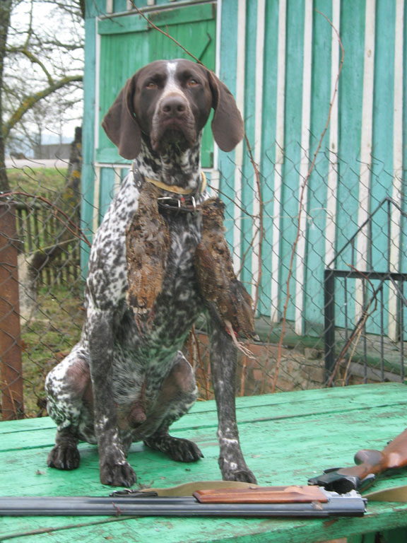 Курцхаар, Вальтер Салялхаусен, ID по базе HuntDogs.Ru: 1725