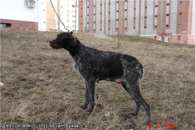 Дратхаар, ДЖЕССИ, ID по базе HuntDogs.Ru: 1784