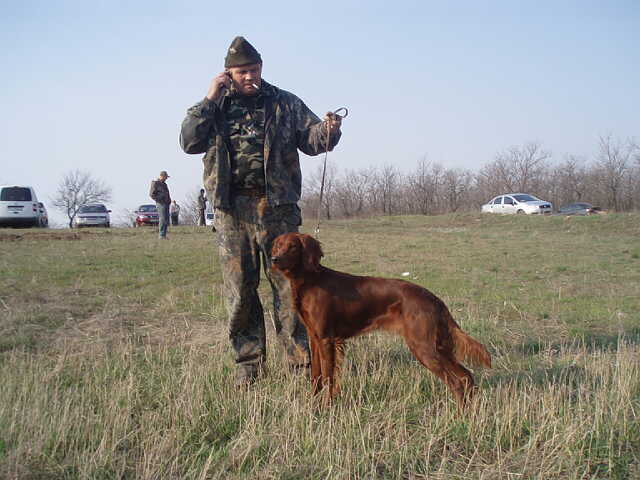 Ирландский сеттер, ФЕЯ, ID по базе HuntDogs.Ru: 1766