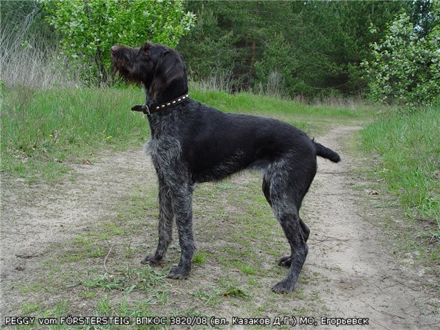 Дратхаар, PEGGY vom FÖRSTERSTEIG, ID по базе HuntDogs.Ru: 1759