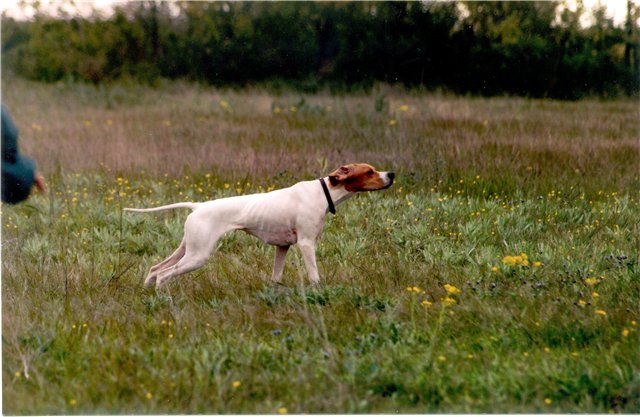 Английский пойнтер, Дульсинея-Блик, ID по базе HuntDogs.Ru: 1853