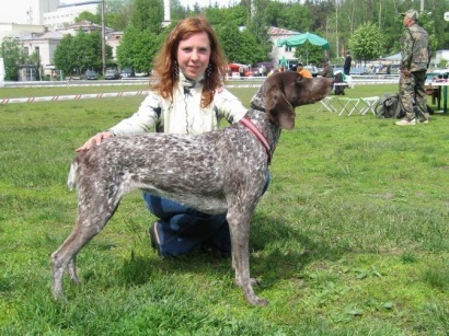 Курцхаар, ДАЛАНА КРУ, ID по базе HuntDogs.Ru: 1854