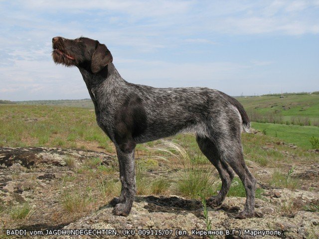 Дратхаар, BADDI vom JAGDHUNDEGECHTIRN, ID по базе HuntDogs.Ru: 1873