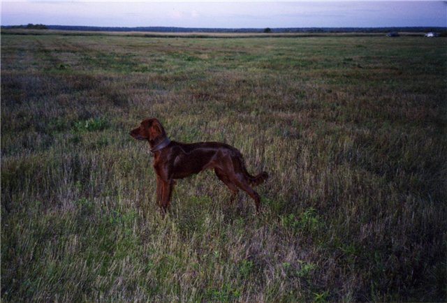 Ирландский сеттер, Веселый Роджер, ID по базе HuntDogs.Ru: 1856