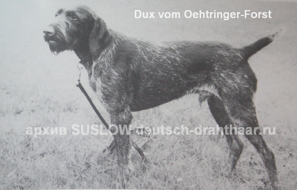 Дратхаар, >| DUX vom OECHTRINGER-FORST, ID по базе HuntDogs.Ru: 1870